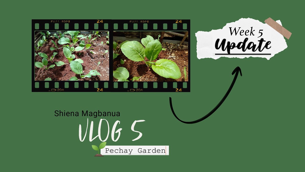 WEEK 5 UPDATE: Snow cabbage(PECHAY) garden | MAGBANUA S.