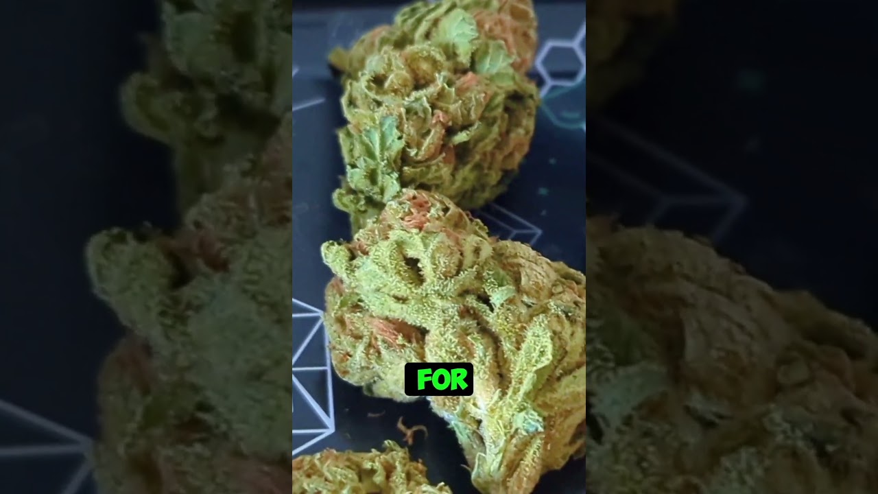 🧪💨 Curaleaf High Silver &ndash; Budget Bud or Hidden Gem? 💨🧪