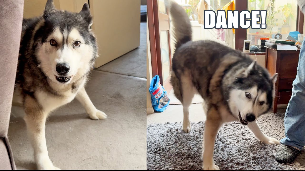 Weird Husky DANCES For Dinner Then LOSES It!