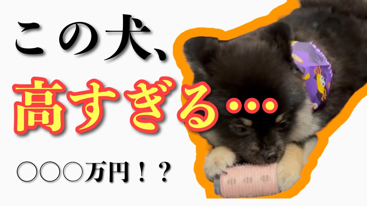 黒ポメラニアン飼い主に聞いたとんでもない話。