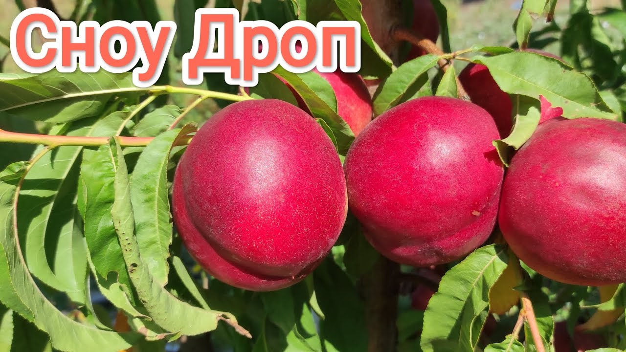 Нектарин Сноу Дроп/Nectarine Snow Drop®