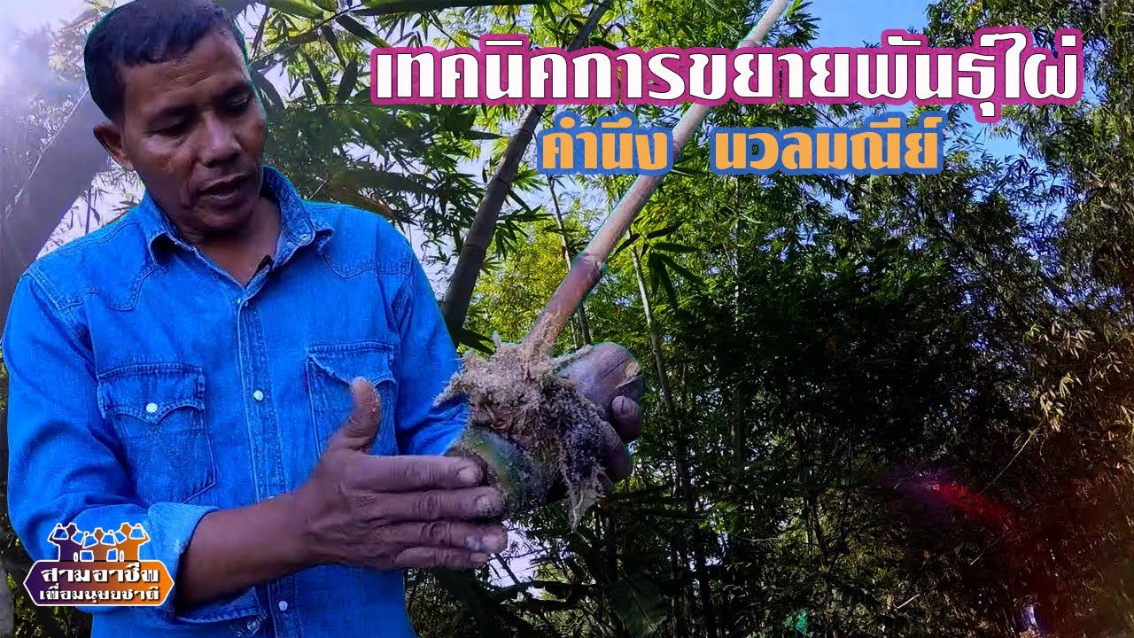 เทคนิคการขยายพันธุ์ไผ่-คำนึง นวลมณีย์