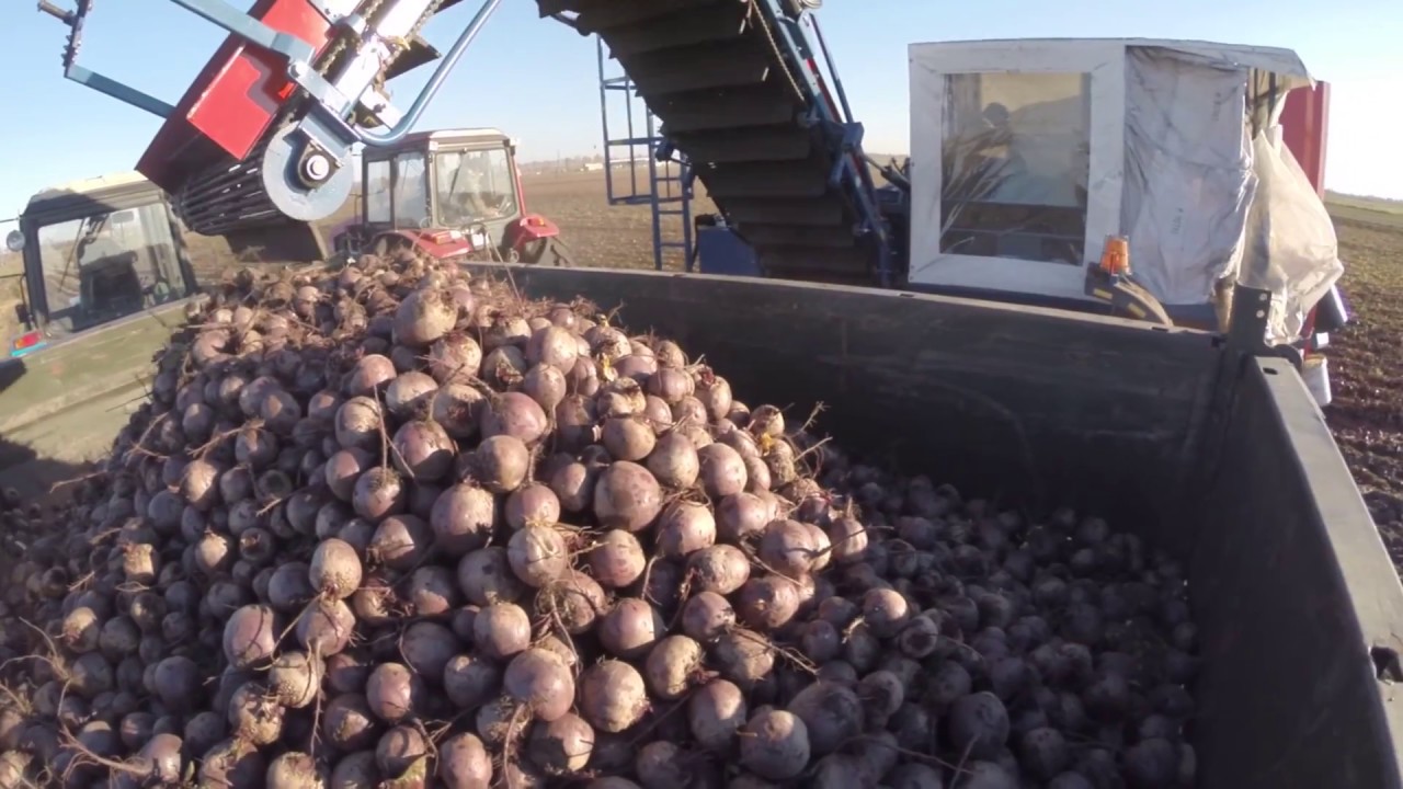 Beet and carrot harvesters - ASA-LIFT
