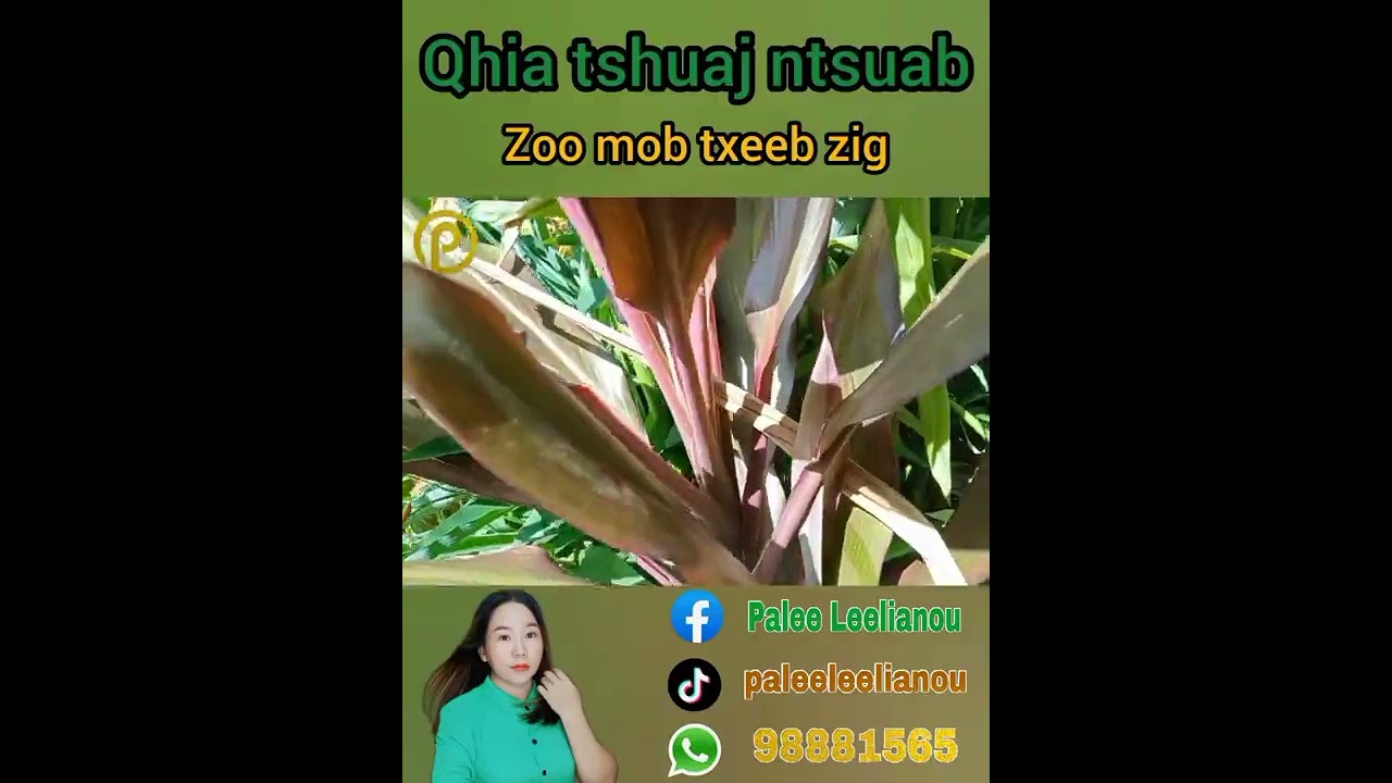 tshuaj ntsuab zoo txeeb zig