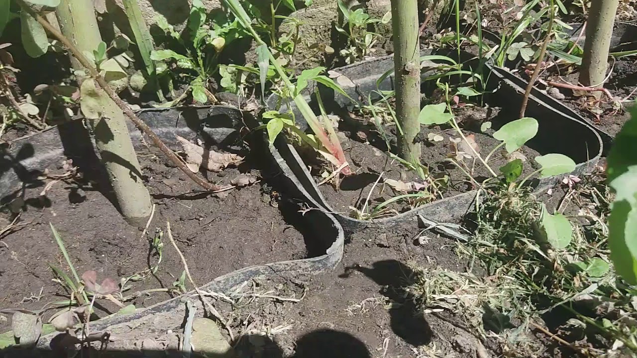 Oltás-Szemzés. Csüngő barka oltás 3.rész