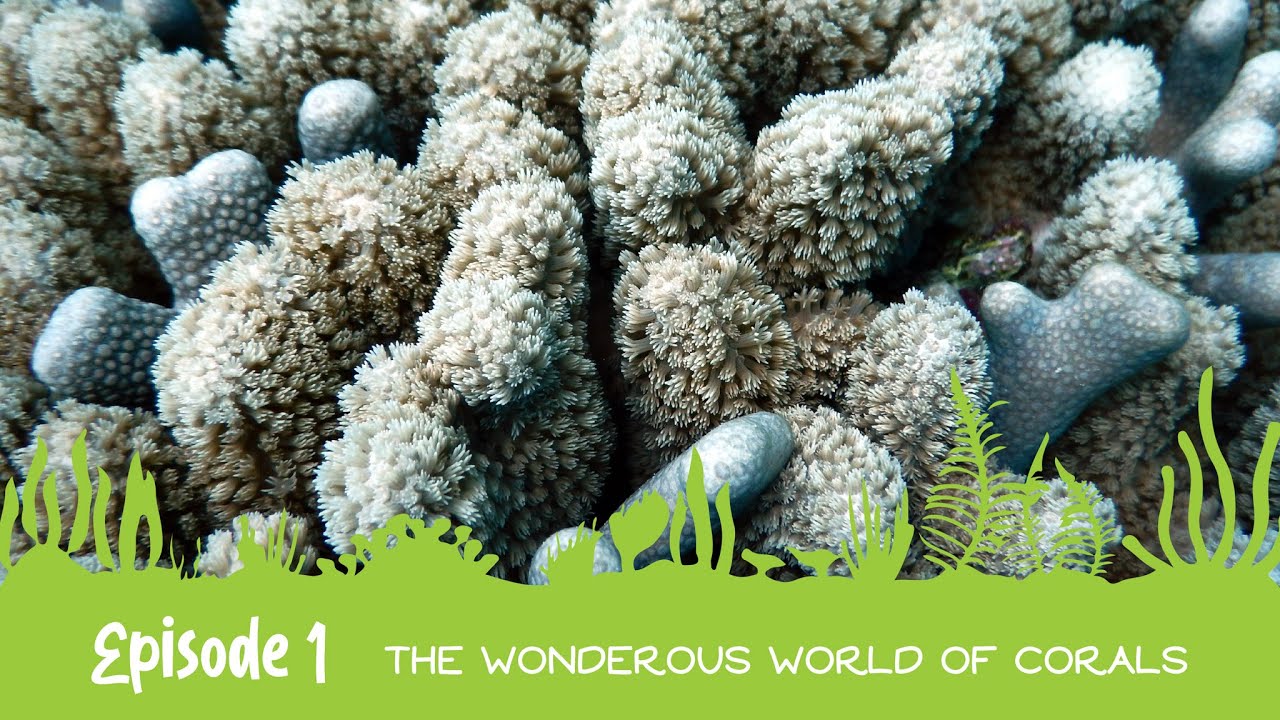 Into the Wild with the EAG: The Coral Code 🪸| The Wonderous World of Corals🪸| Episode 1