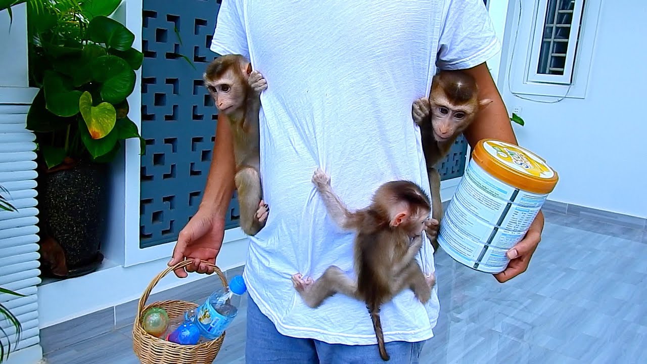 Dad very handful of work for feeding milk all babies together