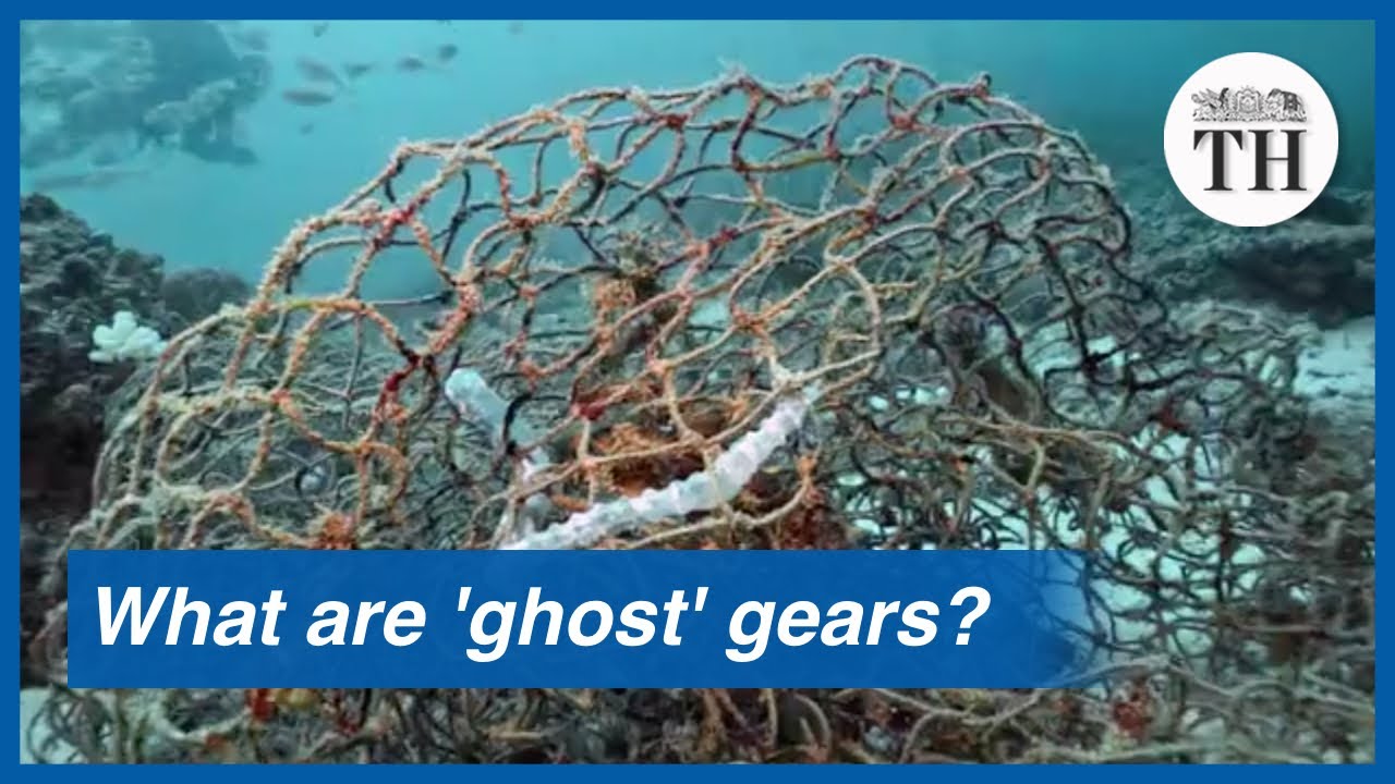Impact of &lsquo;ghost&rsquo; fishing gears on ocean wildlife