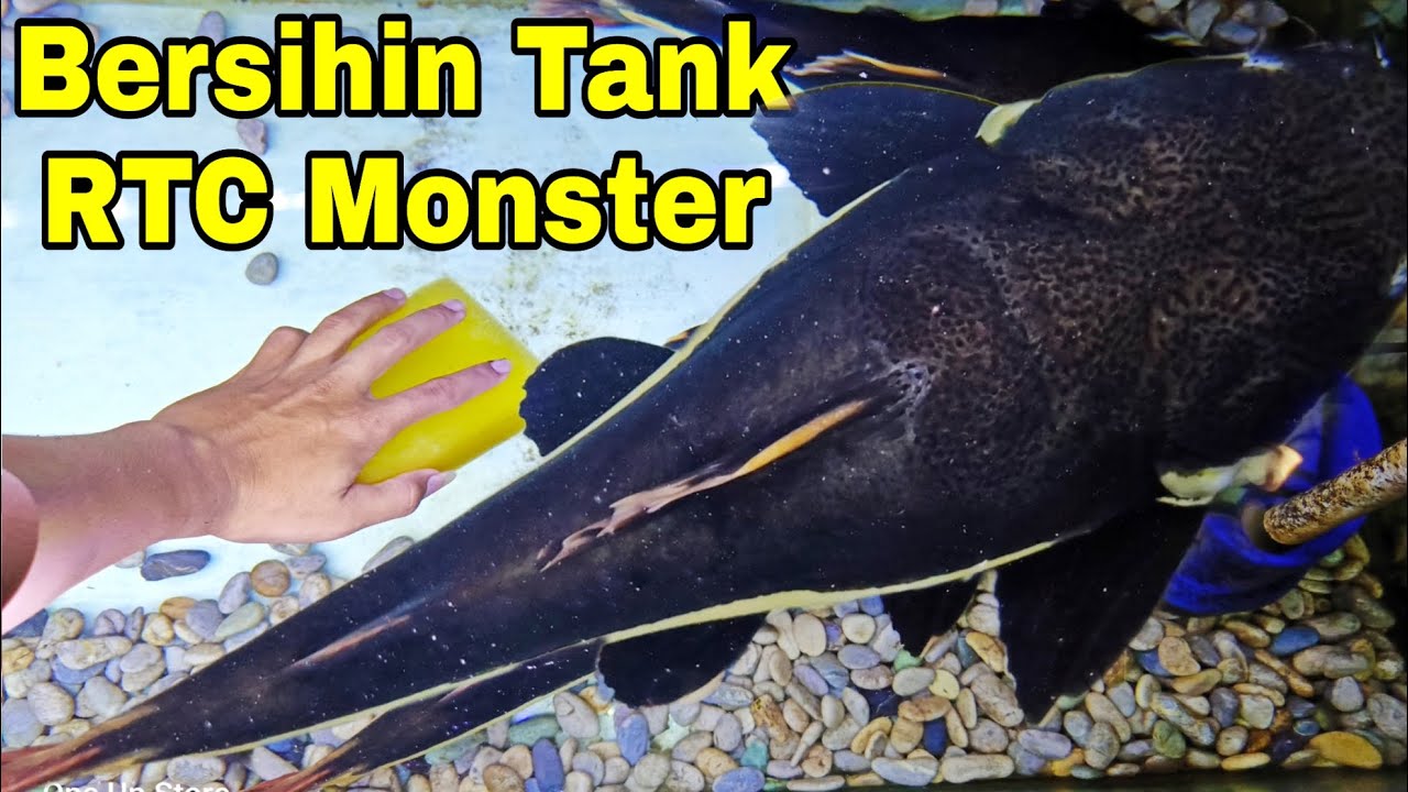 BERSIHIN AQUARIUM IKAN RTC MONSTER sambil kasih makan ikan predator