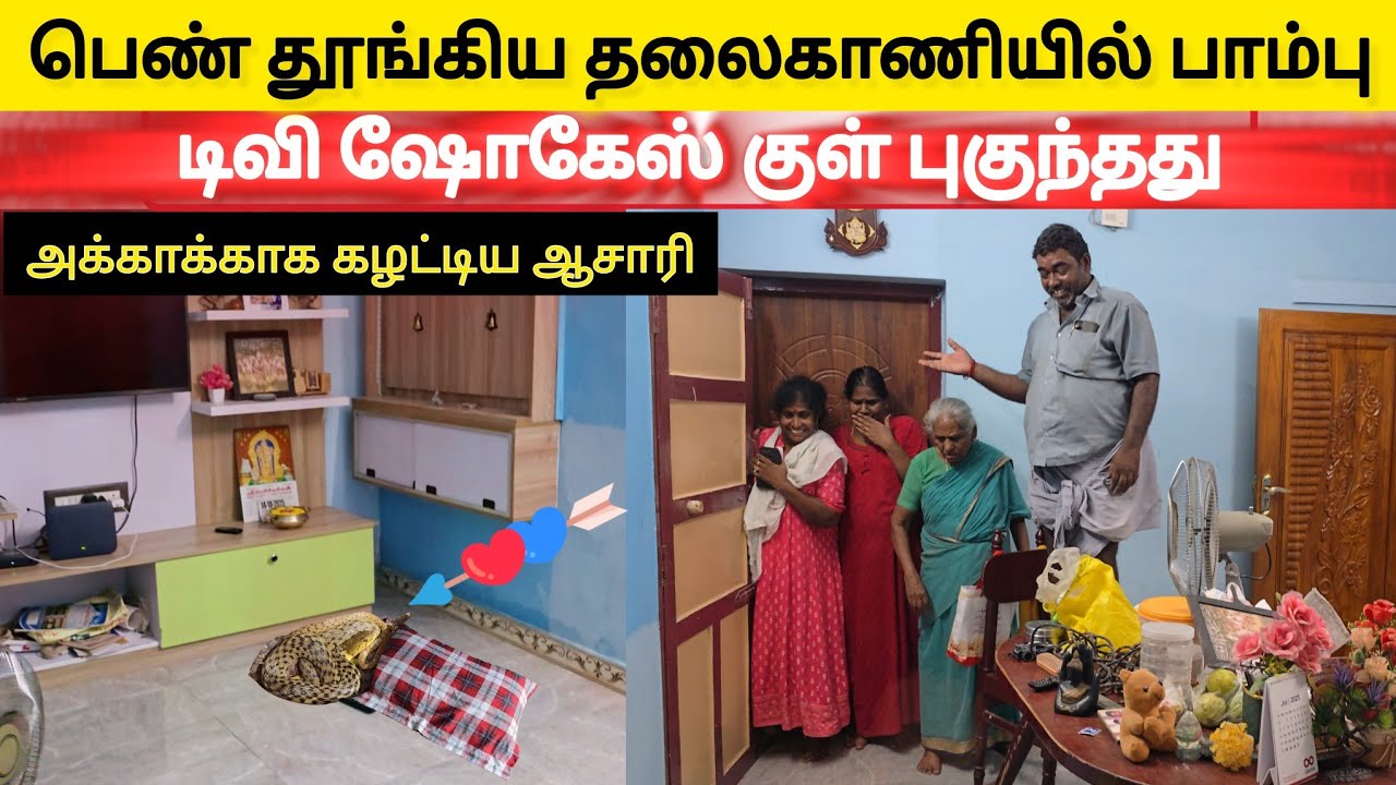 பெண் தூங்கிய தலைகாணியில் ஏறி டிவி ஷோகேஸ் புகுந்தது பாம்பை பிடிக்க 2 மணி நேர போராட்டம் 😱| Snake_Saga
