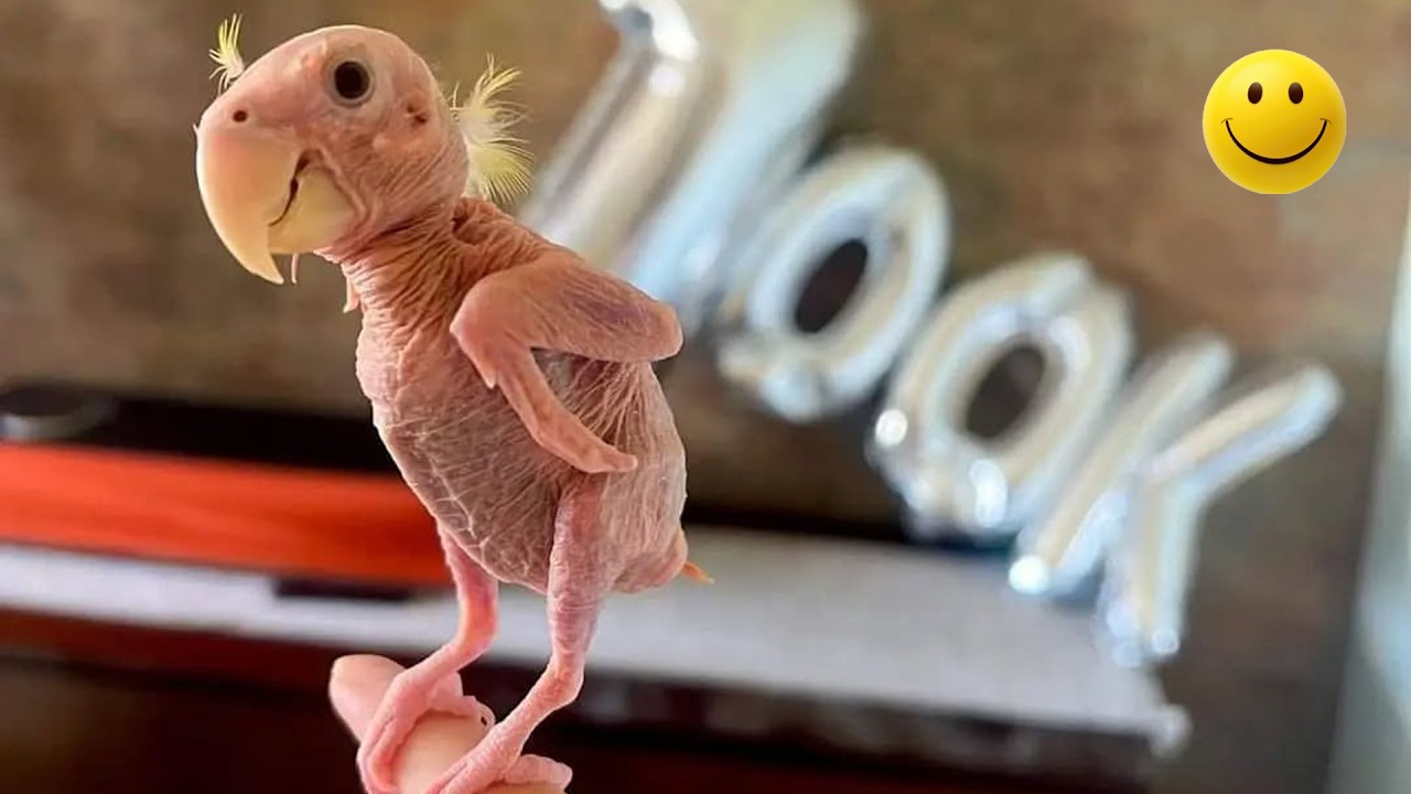 Этот попугай потерял все свои перья, а потом нашёл свою вторую половинку 🦜💝