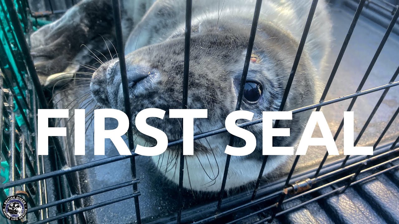 First Seal