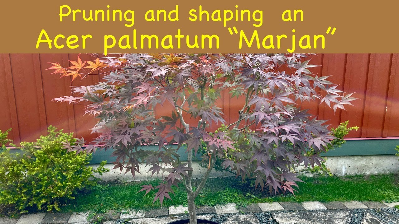Pruning and shaping an acer palmatum 