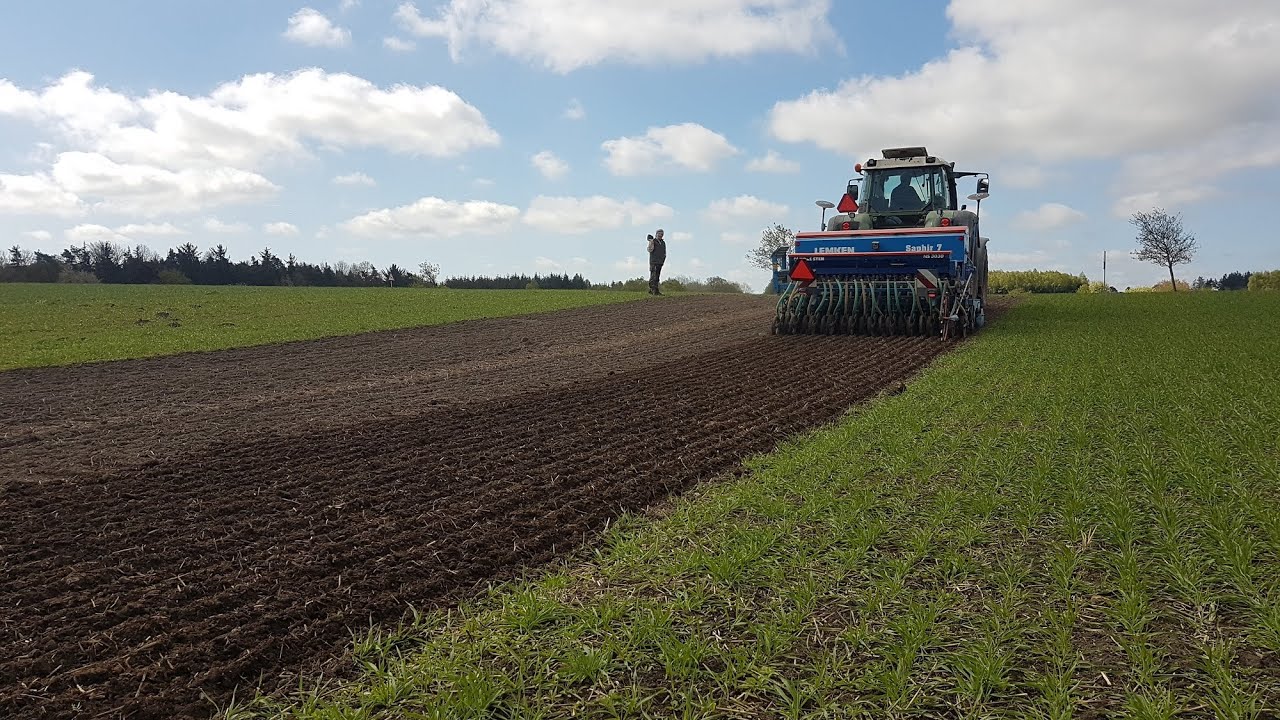 Såning af blomsterstriber - sådan gør du