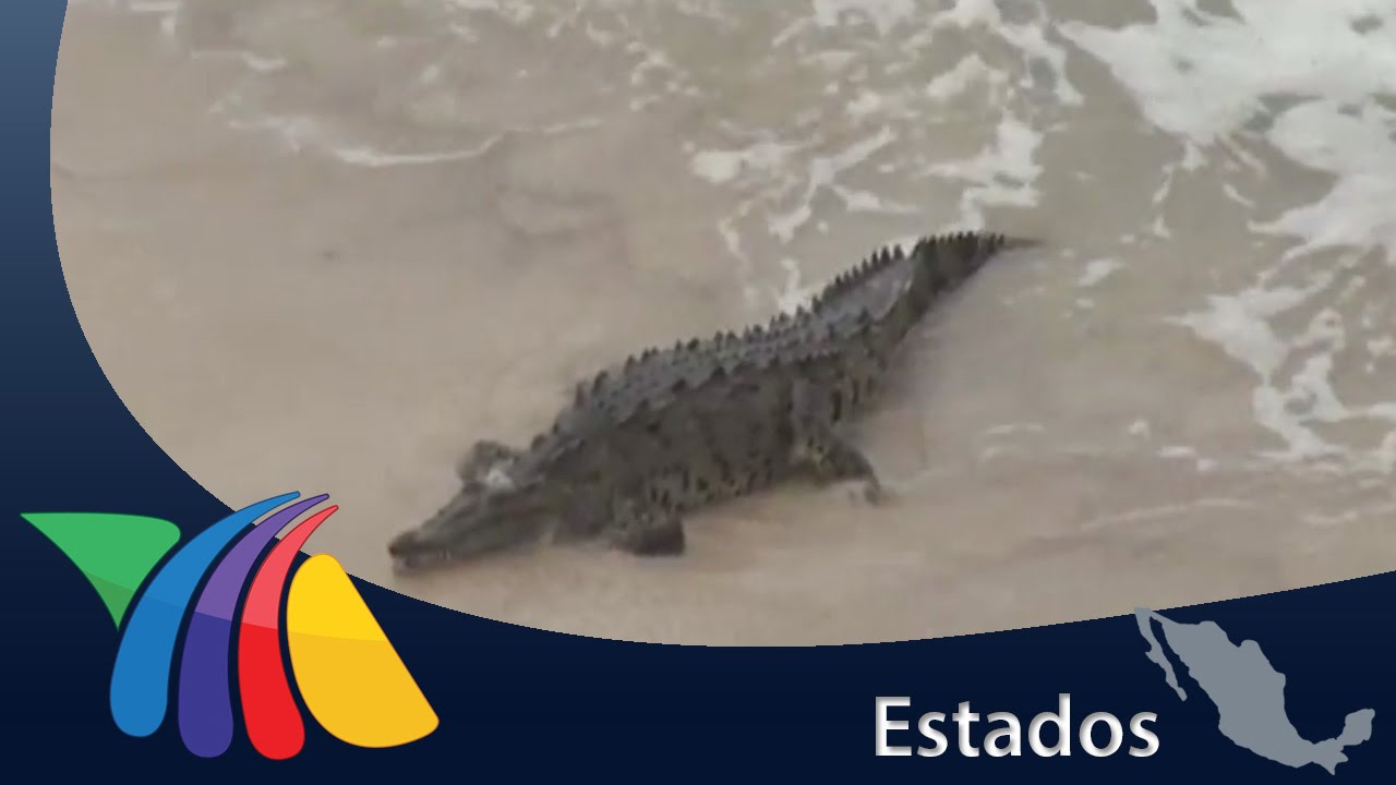 Cocodrilo llega a playa de Mazatlán | Noticias de Mazatlán