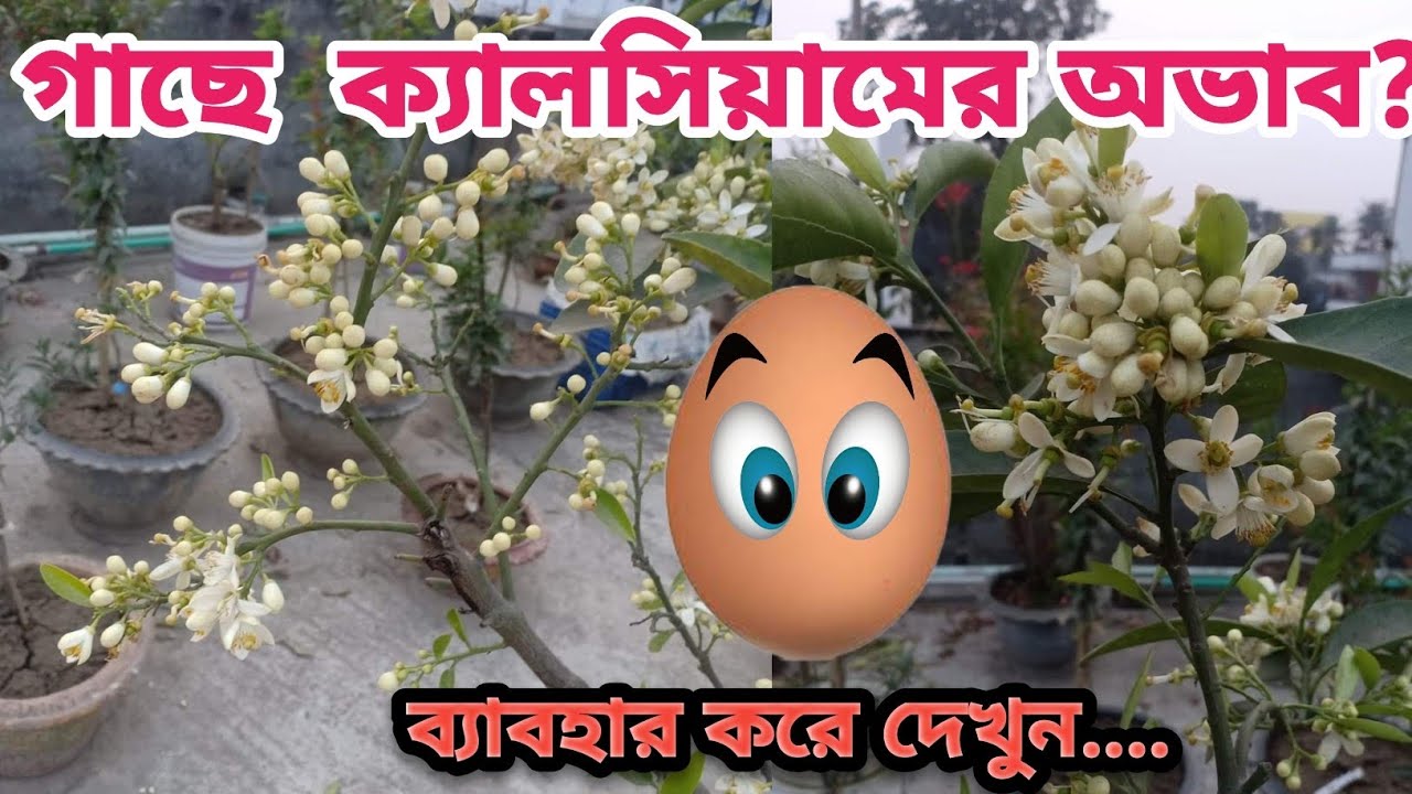 মাটিতে ক্যালসিয়ামের অভাব পূরণ করুন  ডিম ও চুন ব্যবহার করে  | গাছে ক্যালসিয়ামের অভাব পূরণ করুন.