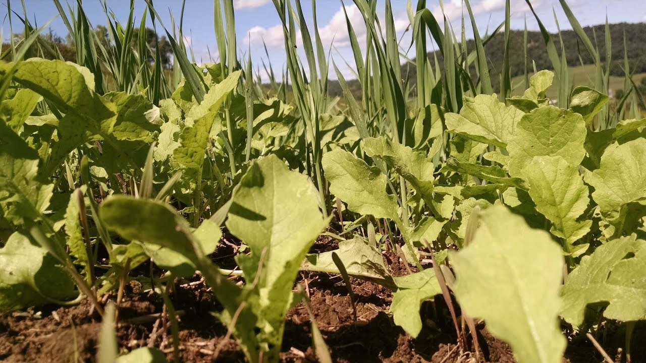 The POWER of Winter Rye for Whitetail Food Plots