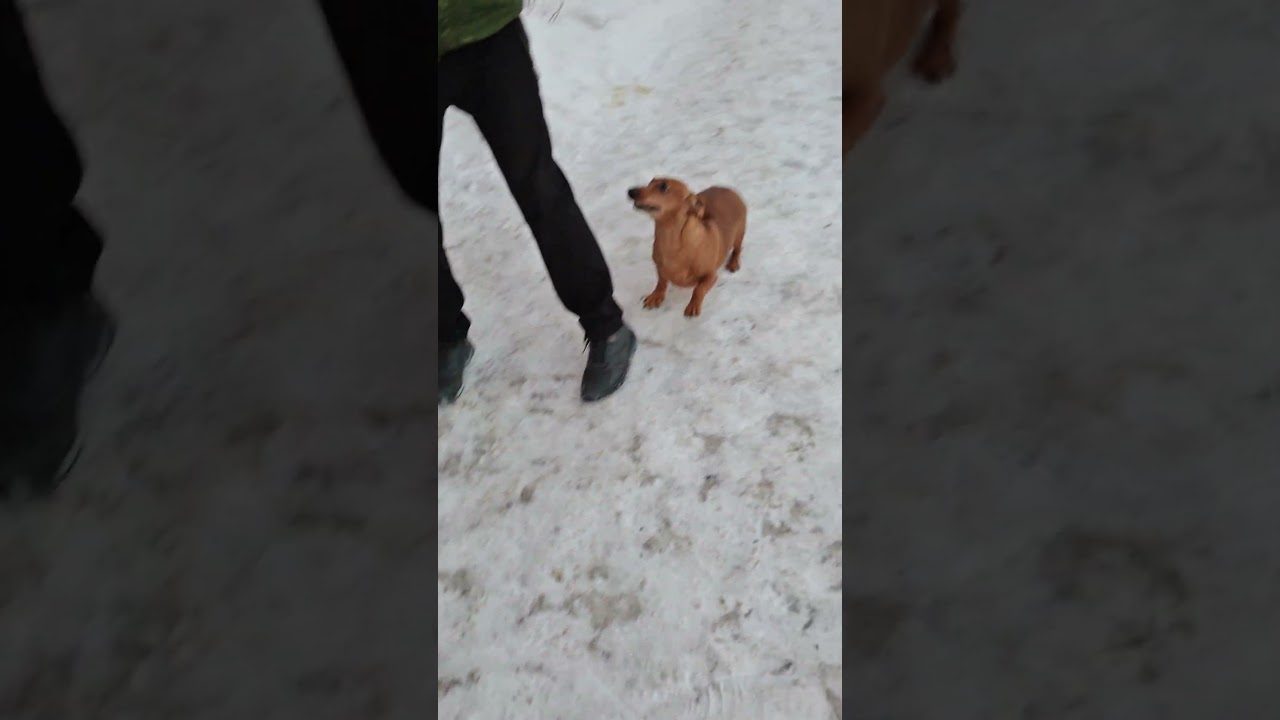 радостные движения с Владиком🤗 #абакасобака #моня #суперсобака #такса #puppy