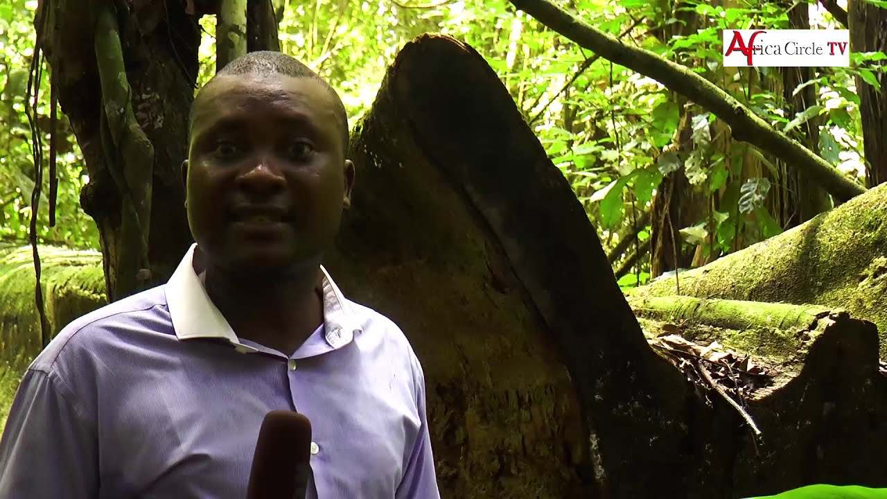 NGAMBE TIKAR : La malédiction du bois