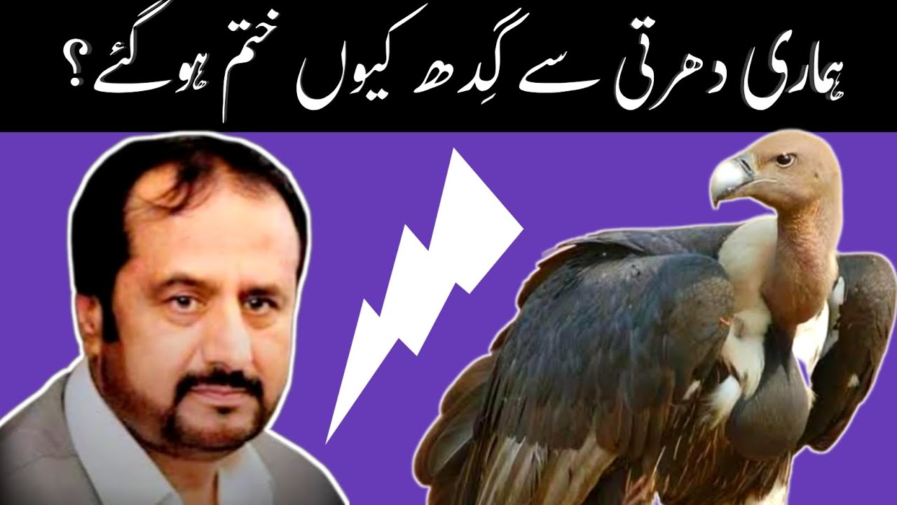 Zakir Saqlain Abbas Ghallu 2024