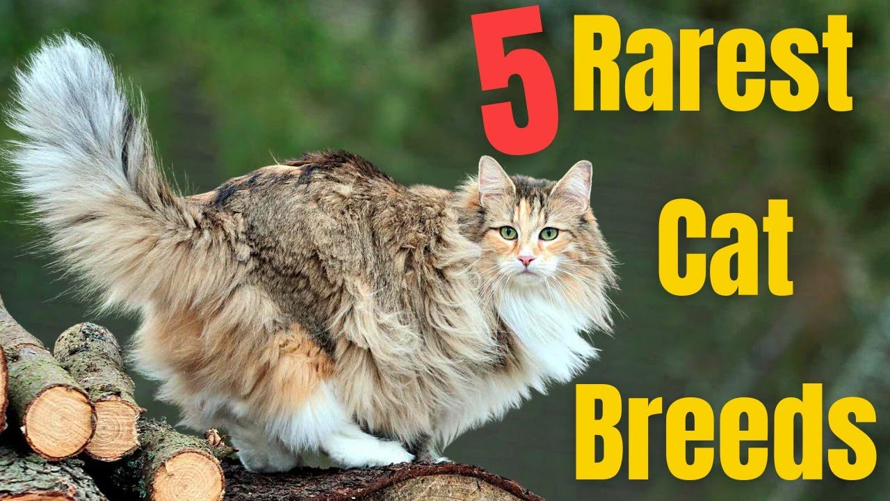 Top 5 RAREST Cat Breeds in the World