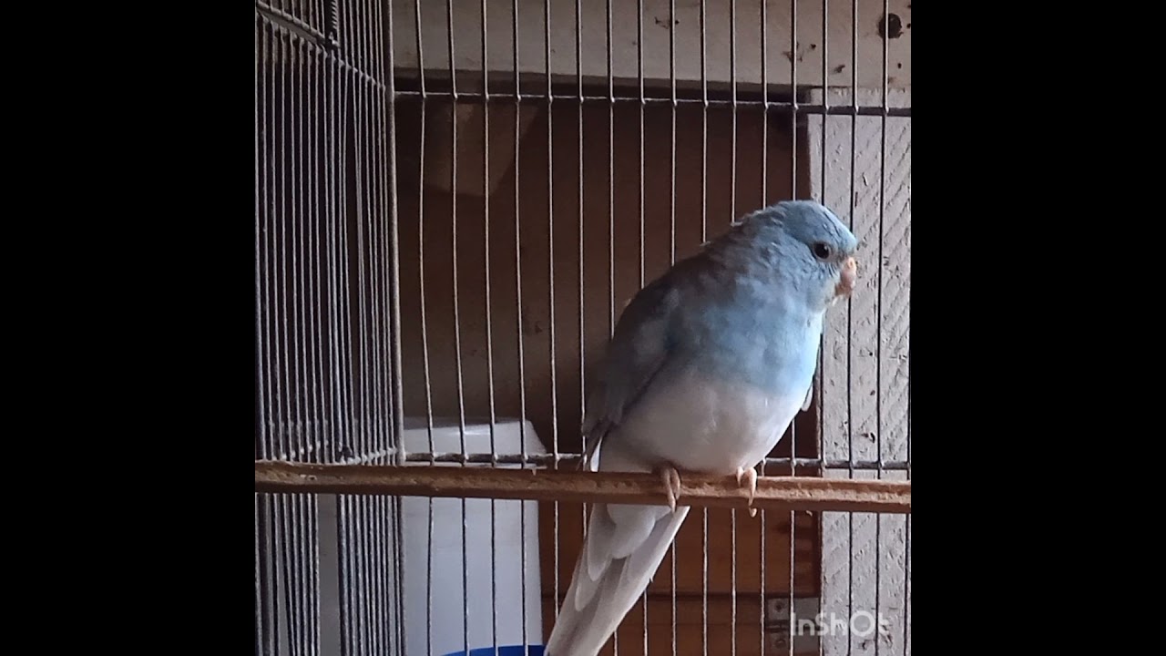 Aves bico torto!