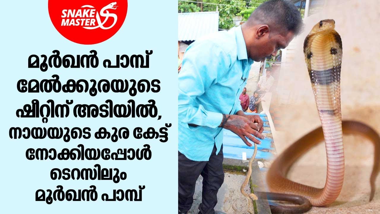 മൂർഖൻ പാമ്പ് മേൽക്കൂരയുടെ ഷീറ്റിന് അടിയിൽ | Vava Suresh | Snakemaster EP 997