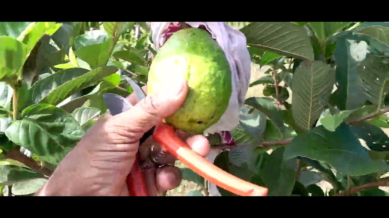Colhendo goiaba gigante 