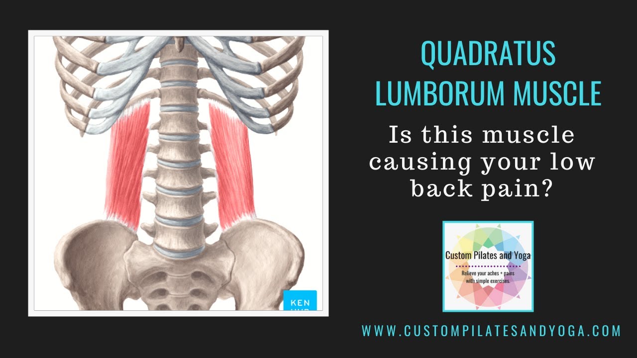 Quadratus Lumborum Muscle | Is this muscle causing your low back pain?