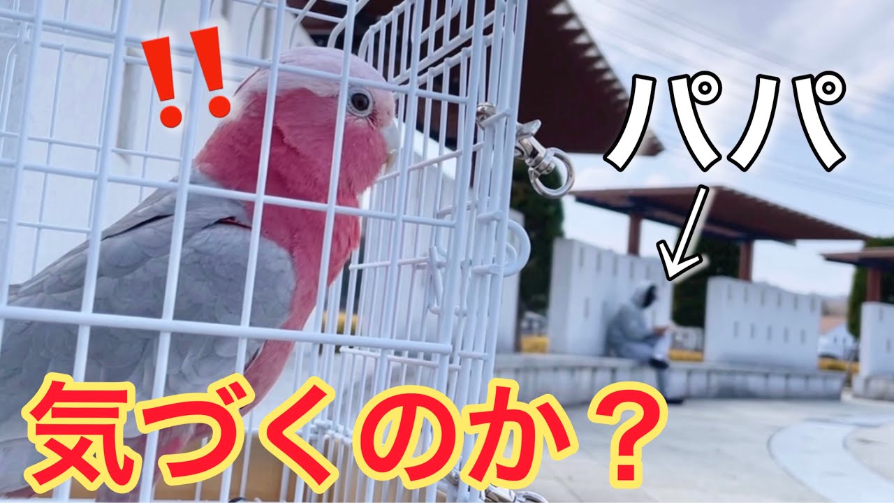 お散歩中にいるはずのないパパが現れたらオウムは気づくのか？【モモイロインコ】