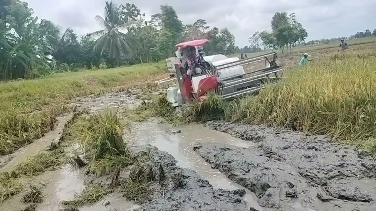 Detik-detik gombet amblas dilahan sawah 1 h