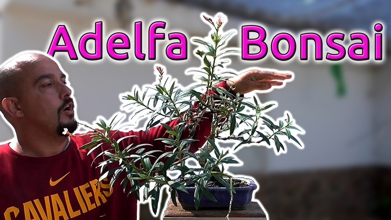 Adelfa bonsai 2019