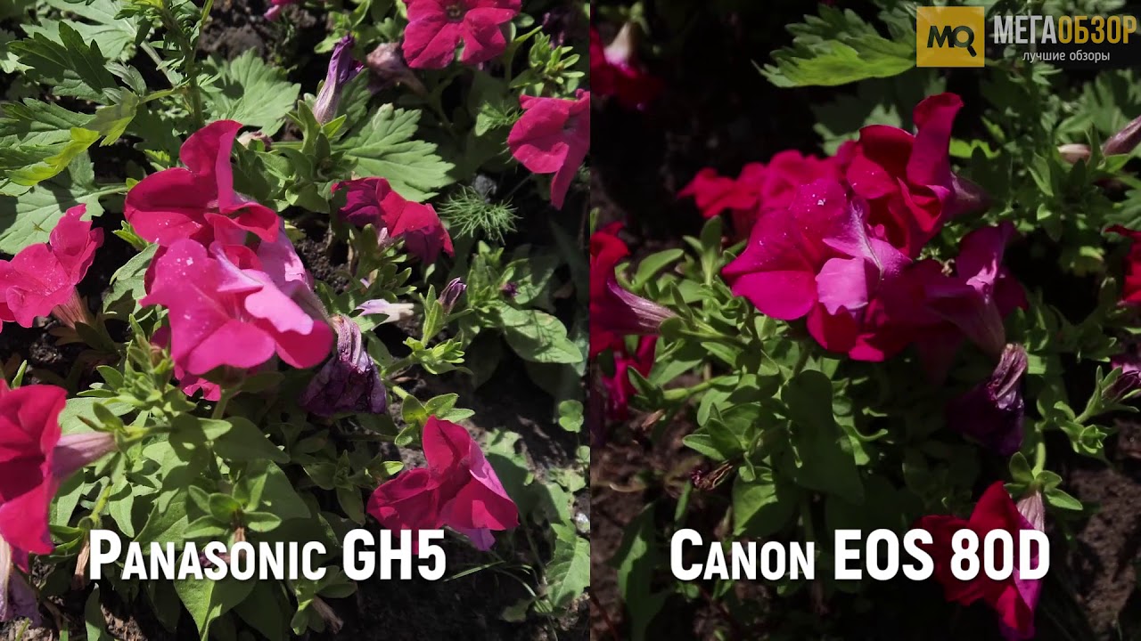 Panasonic GH5 или Canon 80D. тест видео