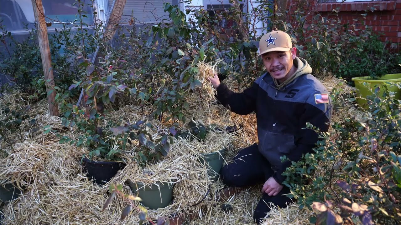 BLUEBERRIES IN CONTAINERS EPISODE 8: Mulching Blueberry In Containers/Preparation For Winter