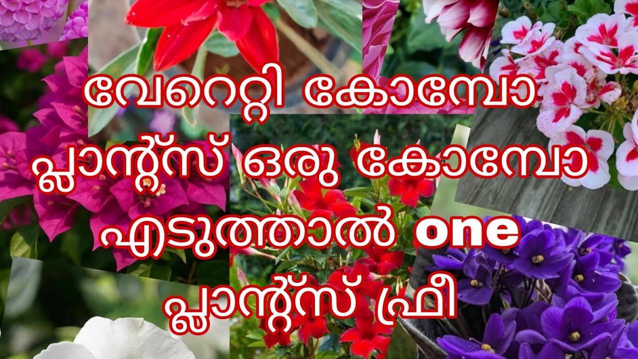 വേറെറ്റി കോമ്പോ പ്ലാന്റ്സ് ഒരു കോമ്പോ എടുത്താൽ one plant ഫ്രീ order now :9778729780