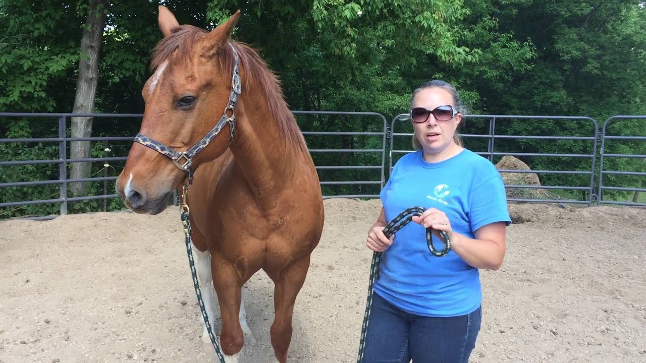 Leading a Horse