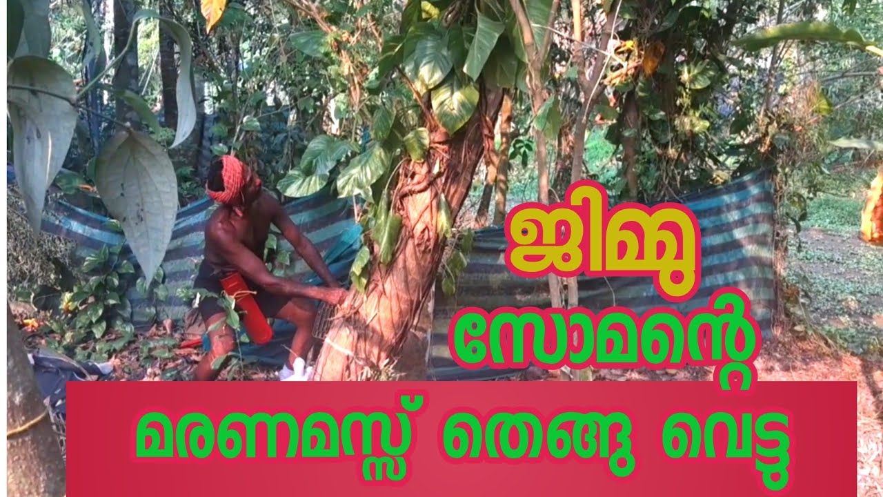 ജിമ്മിന്റ് മരണമാസ്സ് തെങ്ങു വെട്ട് / coconut tree cutting 