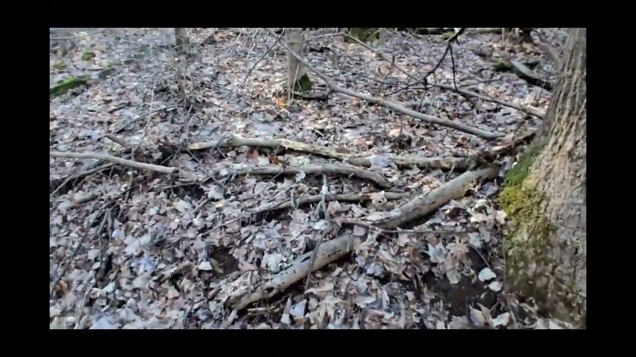 AMAZING trail walk today at the pinnacles in Berea Kentucky 