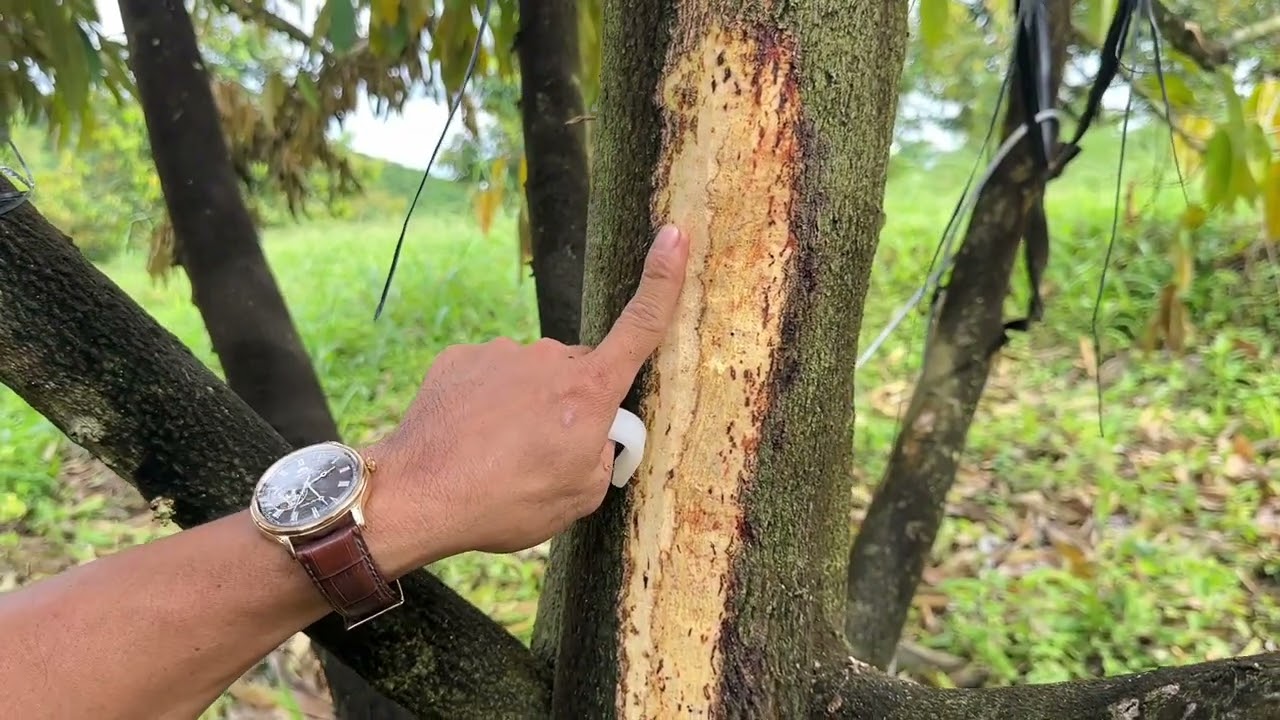 Kỹ thuật chăm sóc sầu riêng làm ảnh hưởng đến nhà vườn, về bệnh xì mũ và mọt đục cành.