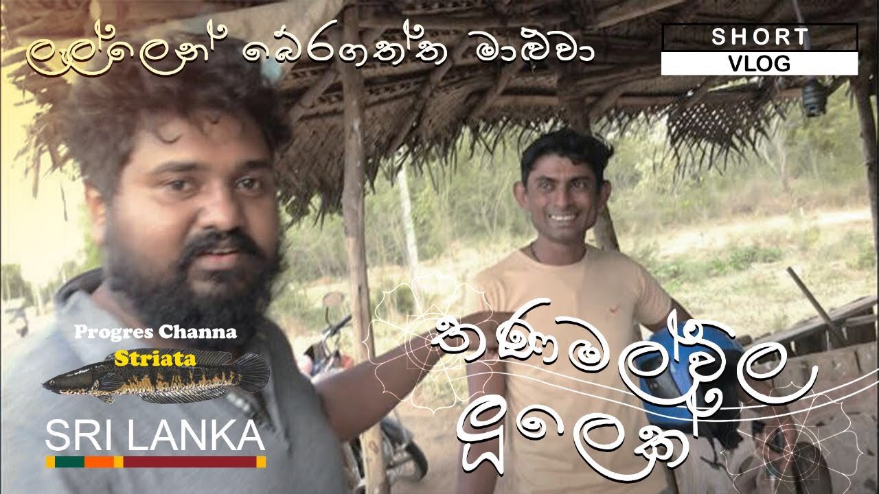 Channa striata/ ලුලා.   මාළු ලැල්ලෙන් බේරගත්ත මාළුවා .