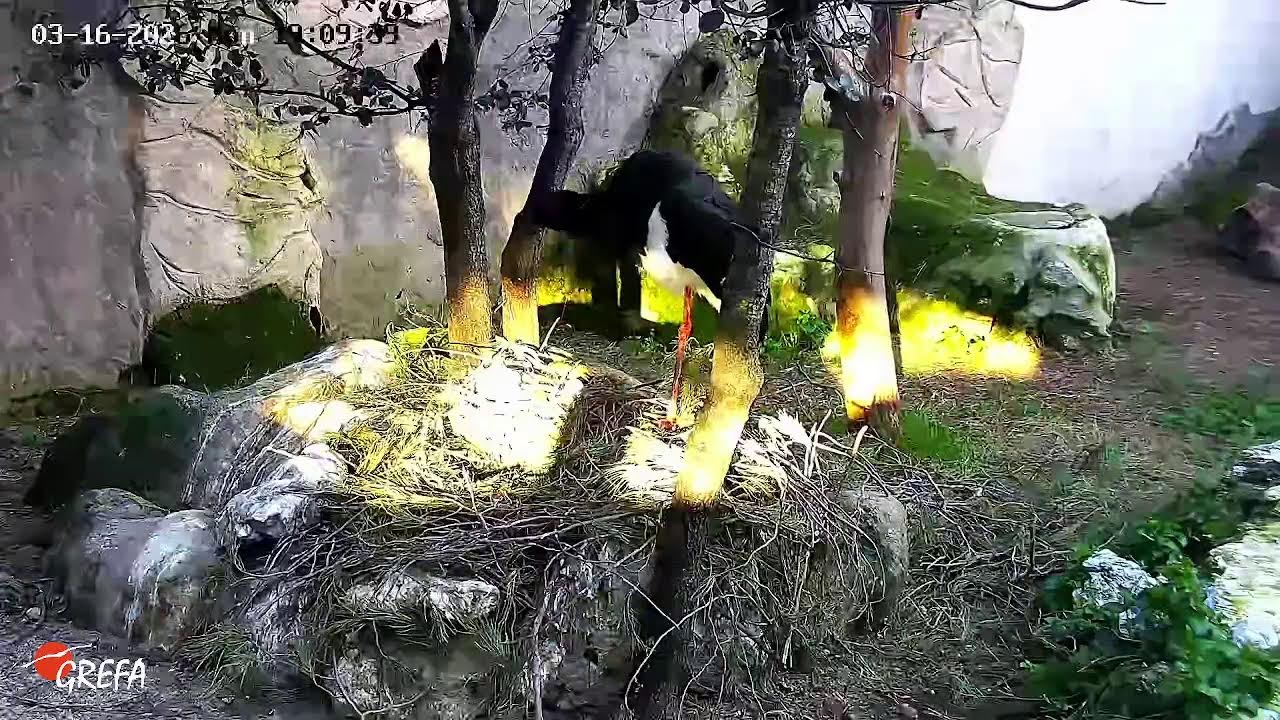 Ya podéis seguir en directo la reproducción de las cigüeñas negras de nuestro centro