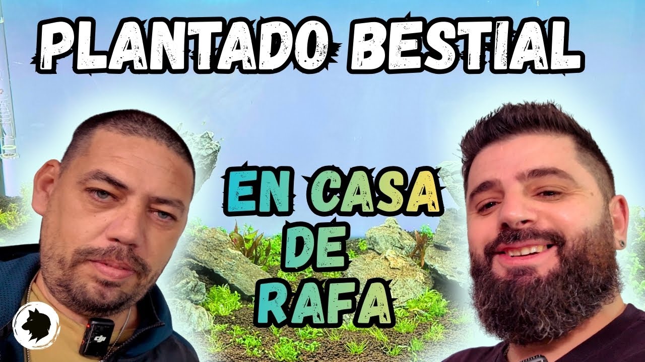 Plantando un acuario en casa de Rafa.