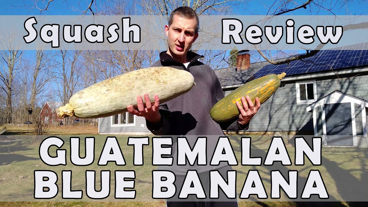 Guatemalan blue banana squash review - the best squash