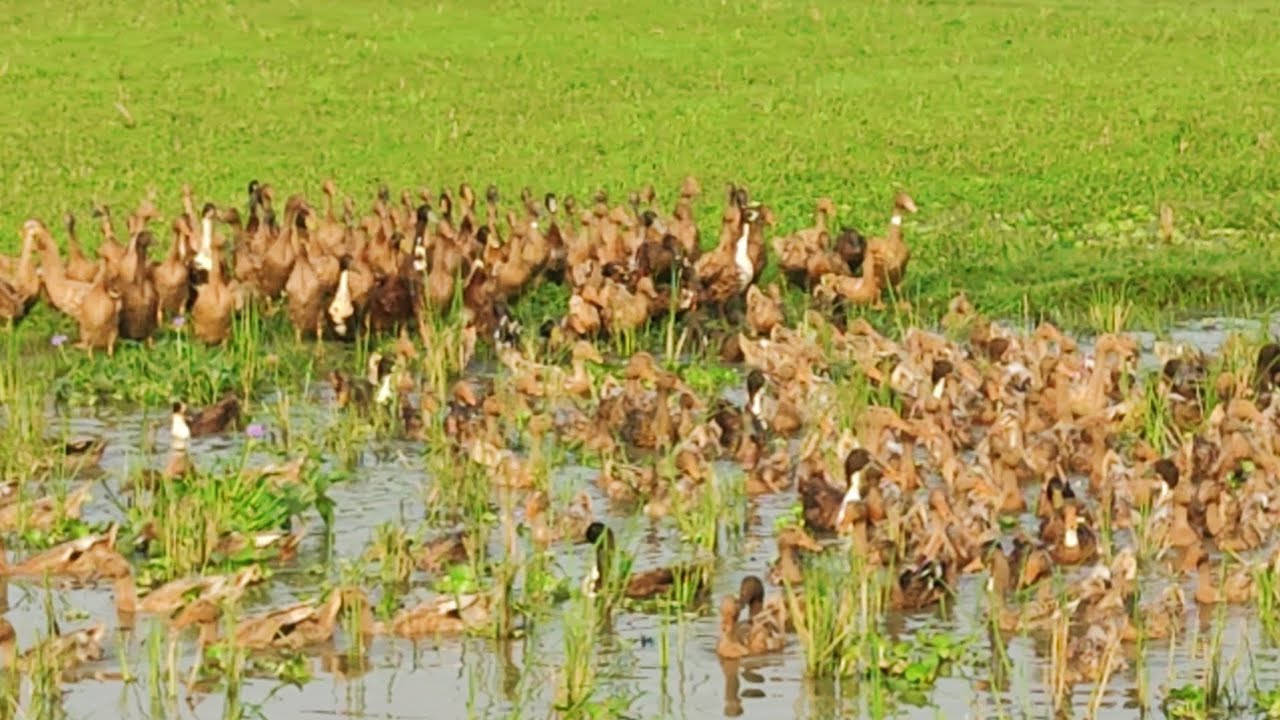 What a beautiful native duck!