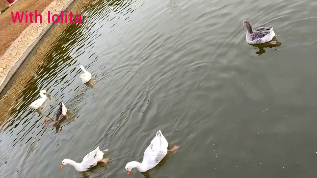 فيديو البط والاوز في المنتزه بوجدةvideo du canard à oujda