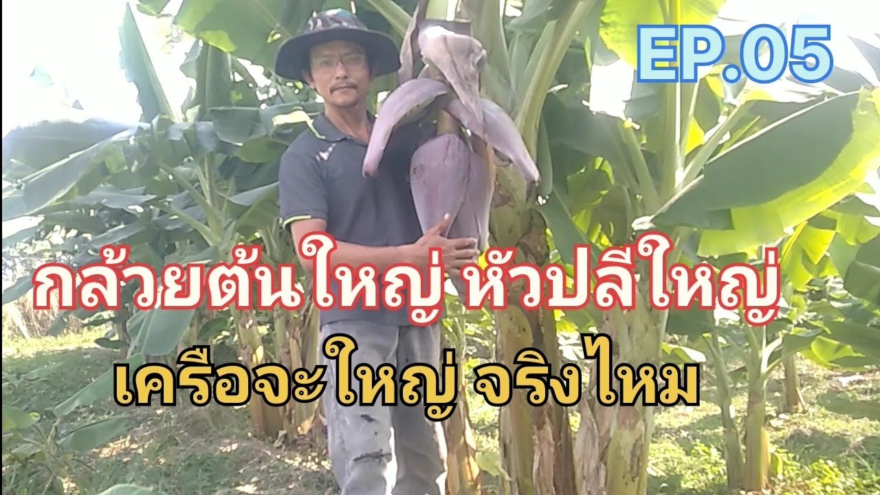 กล้วยที่ลำต้นใหญ่ หัวปลีใหญ่ EP.05 เครือจะใหญ่ตามไหม