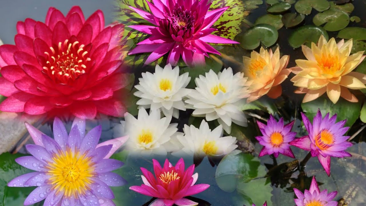 🔴 Waterlily  Collection India | waterlily live plant