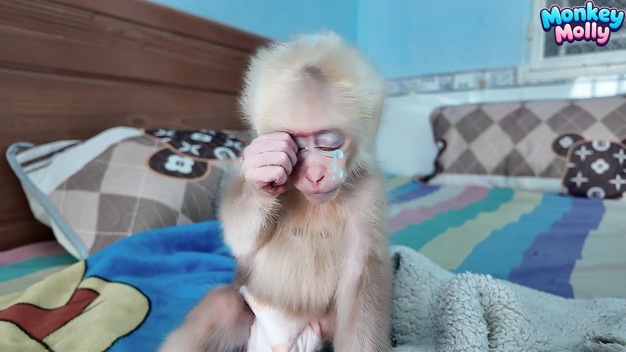 So touching Baby Monkey Molly wants to cry when she don't see Dad.