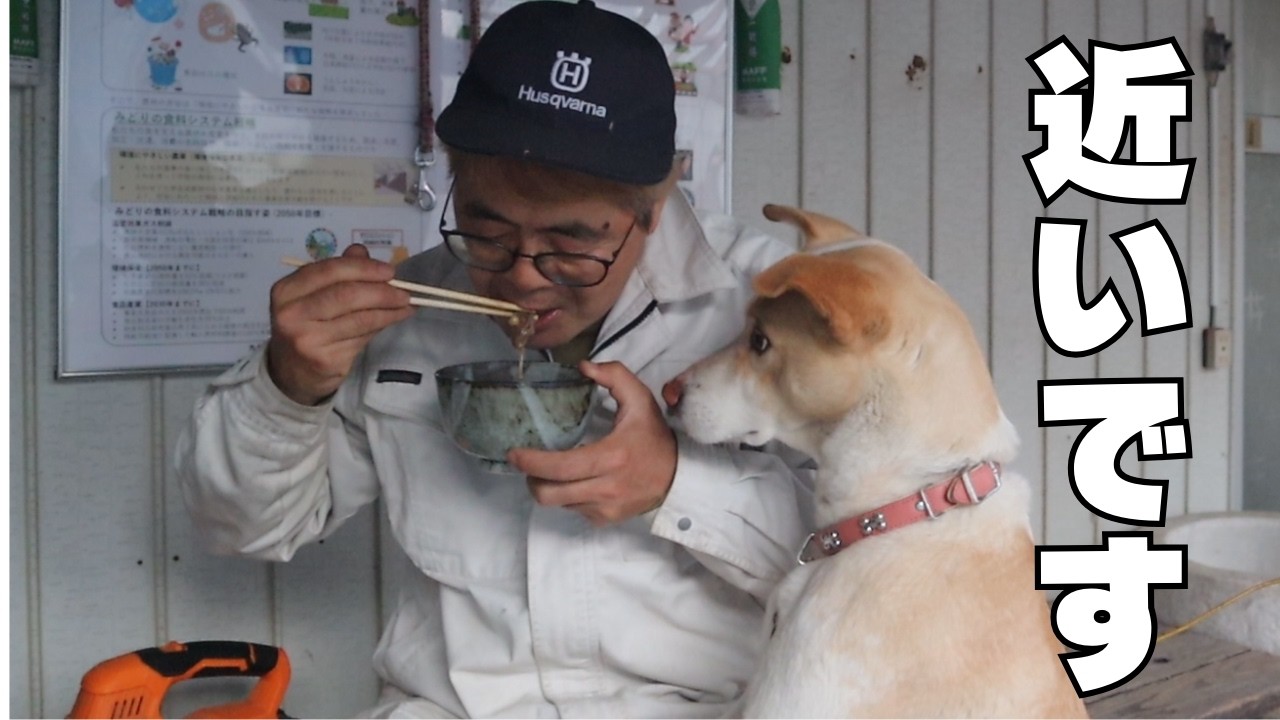田舎の犬と田舎のおっさんの夕食　イノシシ汁作って食べる！