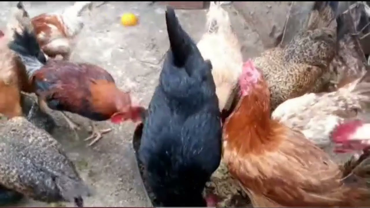 مشروب يعمل على تأسيس وتكوين عنقود البيض للفراخ البلدي 👍💯
